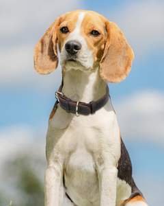 Massives Hunde halsband aus echtem Leder Verstellbares Halsband Schnell verschluss Langlebiges Trainings halsband Gute Qualität für Wander hunde - Product Image 5