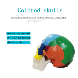 Modelo de cabeza Uman, esqueleto escolar de enseñanza médica, modelo de cráneo de plástico anatómico de color - Product Image 4