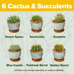 Fácil de cultivar 6 <span class=keywords><strong>variedades</strong></span> de <span class=keywords><strong>suculentas</strong></span> <span class=keywords><strong>y</strong></span> cactus Kit incluye tierra para macetas <span class=keywords><strong>y</strong></span> macetas de cerámica <span class=keywords><strong>y</strong></span> más - Product Image 3