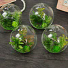 Prix usine Vase en verre borosilicaté Plantes artificielles Pot Vase en verre Plante Terrarium