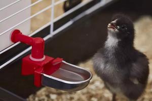 Automatische DIY-Bewässerung Metall trinker becher für Kleintiere/Haustier/Hase/Frettchen/Huhn/Hamster/Meers chweinchen/Kaninchen/Chinchilla-Wasser - Product Image 4