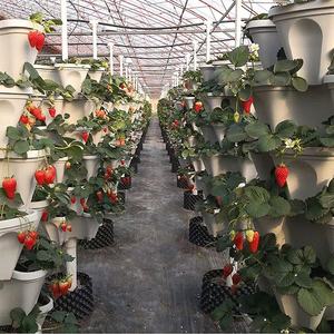 Anzuelo pegajoso, - Product Image 1