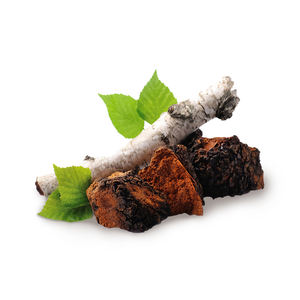 אספקת יצרן של תמצית פטריית צ'אגה, דוגמית חינם, אבקת תמצית פטריית אינונוטוס אובליקוס - Product Image 4