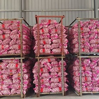 Fournisseur de prix de gros d'ail frais, ail blanc frais, exportateur d'ail frais, Ajo Ail Frais, ail frais, usine chinoise