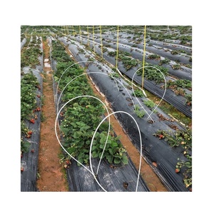 Frp Arch Shed Invernadero Soporte Fibra de vidrio Invernadero Poste - Product Image 4