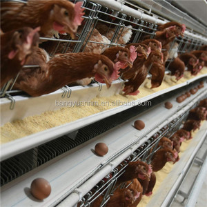<span class=keywords><strong>Cage</strong></span> de poulet automatique à 3 niveaux, 4 niveaux, Type H, équipement d'élevage de volaille, enclos de piles pour poissons - Product Image 4