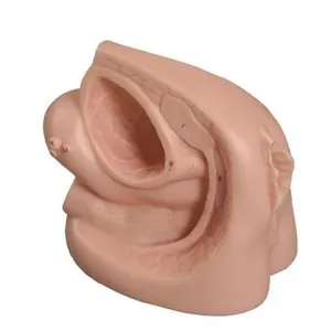 Modelo de material de plástico para entrenamiento de medicina, instrumento para amamantar en el cuerpo de material de plástico, con diseño de órgano Genital femenino