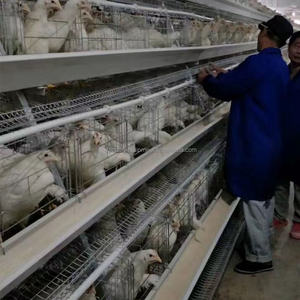 Équipement de volaille Automatisation de l'élevage de poulets Cage de poussins galvanisée à 4 niveaux Cage de batterie de couche de poulet pour 10000 oiseaux - Product Image 1