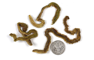 Señuelo de Pesca Ecológico de ABS, Cebo de Gusano de Seda Vivo Seco, Señuelo de Madera y Plástico para Pesca de Trucha, Carpa, Lucio, Perca y Camarones en Ríos y Lagos - Product Image 4