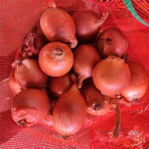 <span class=keywords><strong>2025</strong></span> Trung Quốc Tươi Hành Tây Nhà Nhập Khẩu Hành Tây Sản Phẩm Lưới Túi Hành Tây Bán Buôn Giá Thấp Chất Lượng Cao - Product Image 5