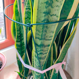 Piquet de soutien de <span class=keywords><strong>plante</strong></span> incurvé en métal vert durable et écologique pour jardin extérieur ABS plantes en pot escalade vigne formation acier - Product Image 6