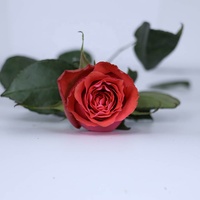 Bunga Potong Segar Amazon Terlaris 2023 Hadiah Hari Valentine Suvenir Pernikahan Mawar Kuning Oranye Kepala Besar Wangi Concubine