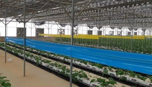 กาวดักแมลงสีเหลืองแบบม้วน เป็นมิตรกับสิ่งแวดล้อม สำหรับควบคุมแมลงหวี่ แมลงตีนกบ และแมลงทริปส์ ในโรงเรือน ฟาร์ม สวน สำหรับการจัดการศัตรูพืช - Product Image 2