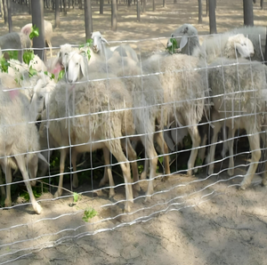 Segurança Processamento Paddock 2025 Novo Heavy Duty Quente Galvanizado Gado Caneta Painéis Para Gado Cavalo Ovelha (China Fornecedor Fábrica) - Product Image 3