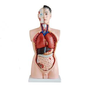 Probador de torso humano para hombre, dispositivo médico para la ciencia médica de 85cm, con 19 piezas - Product Image 3