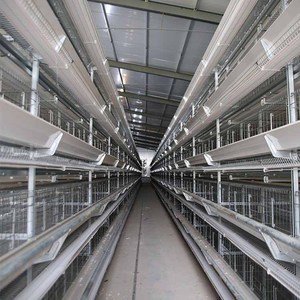 Jaula para Gallinas Ponedoras de Granjas Avícolas Grandes, Tipo H, 4 Niveles, con Sistema Automático de Alimentación y Bebederos - Product Image 4