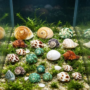 21 coquilles de crabe ermite brutes écologiques, de tailles grande, moyenne et petite, pour l'artisanat populaire, les fournitures naturelles pour crabe ermite et la décoration de mariage - Product Image 6