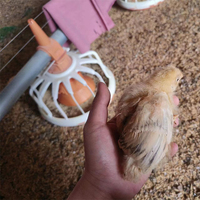 Équipement d'alimentation complet automatique pour poulailler Système de ligne d'alimentation pour poulets de chair