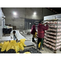 Équipement d'abattage de poulets halal sur mesure ODM OEM, ligne d'abattage de volailles clé en main avec une capacité de 300 à 1000 par heure