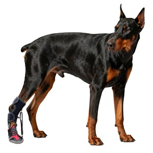 Zapatos Antideslizantes para Perros con Soporte de Tobillo Desmontable, Botas Reflectantes Ajustables para Mascotas, Protector de Patas Transpirable - Product Image 2