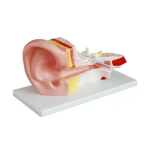 医学解剖学中巨大人体解剖耳模型