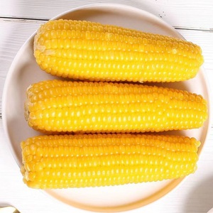 Farm Direct 50 teile/schachtel frische klebrige süße Maiskolben Non-GMO Tender & natürliche klebrige süße Landwirtschaft produkte