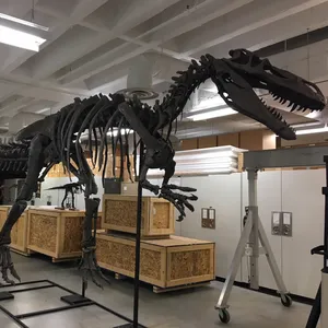 Dinosaurus Park Dinosaurus Fossielen Echte Tyrannosaurus Rex Skelet Te Koop