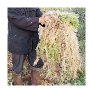 Wholesale AAAAAA <strong>Sphagnum</strong> <strong>Moss</strong> Long Fiber Gedroogde <strong>Sphagnum</strong> <strong>Moss</strong> Amino Acid Fertilizer 10KG/Bag <strong>Sphagnum</strong> <strong>Moss</strong> <strong>for</strong> <strong>Sale</strong> - Product Image 3