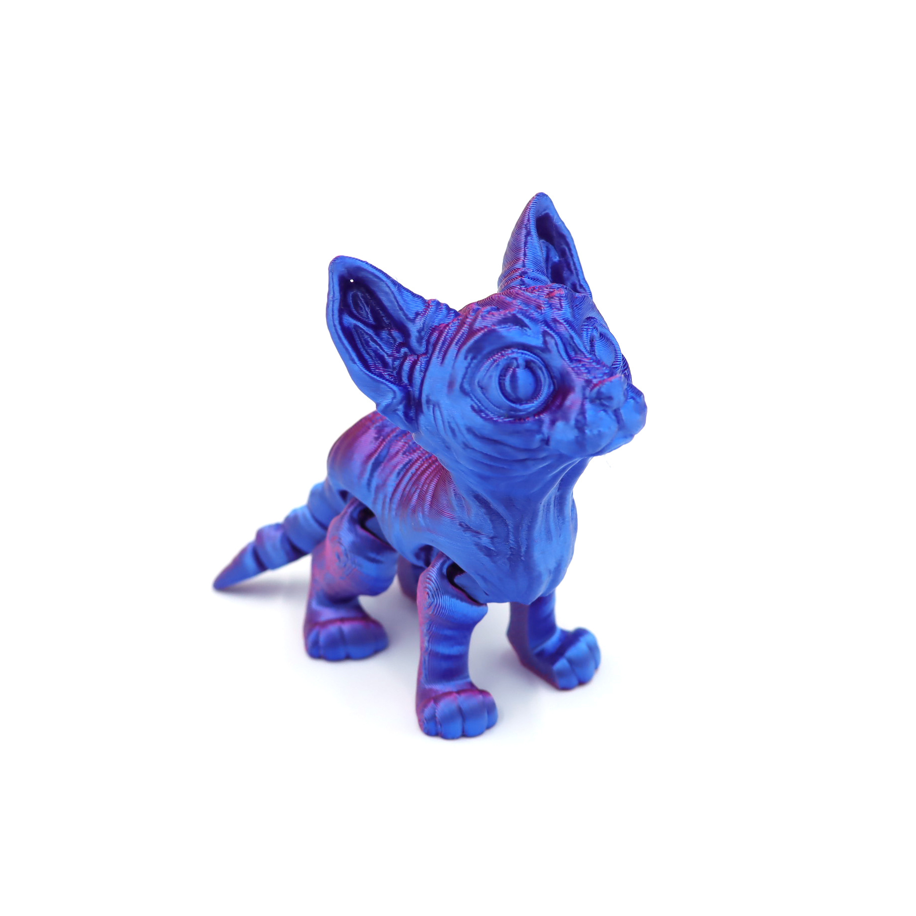 Sphynx cat - red and blue gradient