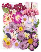 Flores Secas Prensadas Reales en Tonos Rojo, Rosa y Morado para Decoración de Tarjetas de Invitación de Boda, Adornos para Scrapbooking