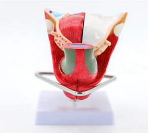 Il materiale del PVC del modello di anatomia riproduttiva maschile include i modelli del pene e del testicolo per la formazione con le caratteristiche esterne interne - Product Image 2
