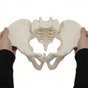 Modèle pelvien féminin articulé à l'échelle 1:1, squelette dynamique de hanche et de sacrum humains, outil pédagogique pour l'enseignement de l'anatomie pelvienne - Product Image 4