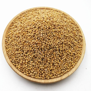 Poudre de <span class=keywords><strong>moutarde</strong></span> Brassica Juncea de qualité alimentaire standard GMP de haute qualité dans des fûts emballés sous vide - Product Image 3