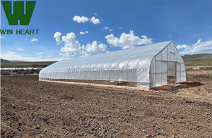 Serre Poly Tunnel à vendre pour les tomates et les cultures de bleuets Serre agricole parfaite - Product Image 5