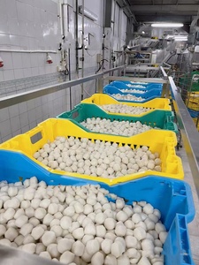 CE Chất lượng cao Tự động protein bóng thịt viên Máy làm fishball beefball vegetableball dây chuyền chế biến - Product Image 6