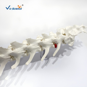 Modelo de Columna Lumbar Canina, Modelo de Enseñanza de Anatomía de Vértebras Lumbares Caninas - Product Image 1