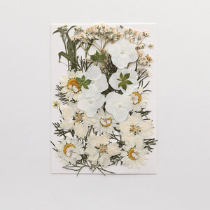 2025 New Product Wholesale <strong>Reasonable</strong> Price Natural Preserved <strong>Flowers</strong> Plants DIY Materials Pressed <strong>Flowers</strong> - Product Image 3