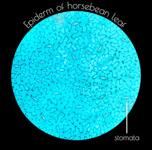 Yulin nhà máy cung cấp cho các trường học giảng dạy sinh học giáo dục Kính hiển vi Glass 10 cái Set thực vật học <span class=keywords><strong>SLIDES</strong></span> - Product Image 5