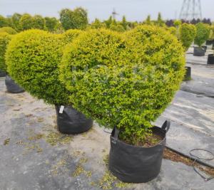 Bolsas <span class=keywords><strong>de</strong></span> <span class=keywords><strong>macetas</strong></span> <span class=keywords><strong>de</strong></span> PP <span class=keywords><strong>de</strong></span> 80 <span class=keywords><strong>litros</strong></span> HOKBG para plantar árboles jóvenes al aire libre, <span class=keywords><strong>macetas</strong></span> y <span class=keywords><strong>macetas</strong></span> <span class=keywords><strong>de</strong></span> 20 galones, bolsas <span class=keywords><strong>de</strong></span> plástico para cultivo <span class=keywords><strong>de</strong></span> plántulas - Product Image 5