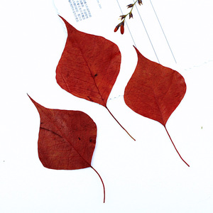 Folhas Naturais Prensadas e Secas de Sapium Vermelho (Folhas de Árvore de Sebo Chinês) para Artesanato em Resina DIY e Decoração - Product Image 3