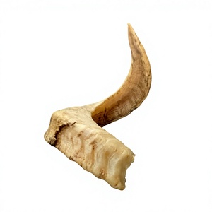 Shofar en corne de bélier naturelle, véritable, non polie, instrument en corne authentique pour les cérémonies culturelles traditionnelles - Product Image 4
