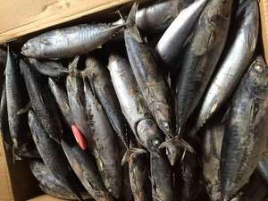 מחיר טוב סין מקור קפוא <span class=keywords><strong>bonito</strong></span> כל סיבוב - Product Image 5