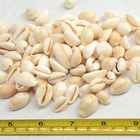 1 kg de coquillages 1,2-2,5 cm Coquillages de cauris entiers blancs dorés à vendre