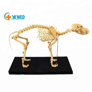 Equipo Educativo de Ciencias Médicas, <span class=keywords><strong>Esqueleto</strong></span> de Vaca/Toro Realista para Estudiantes y Médicos, para Aprendizaje y Enseñanza - Product Image 3