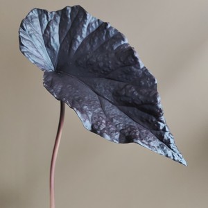 Hojas <span class=keywords><strong>de</strong></span> <span class=keywords><strong>Colocasia</strong></span> Teñidas y Texturizadas al por Mayor, en Naranja y Negro, para Decoración <span class=keywords><strong>de</strong></span> Habitaciones con Estilo Minimalista en Jarrones - Product Image 6