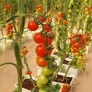 Lyine Juego completo Dwc Cubo holandés Sistema de cultivo hidropónico Macetas de 1/4 agujeros Cubo holandés para tomates <span class=keywords><strong>cherry</strong></span> - Product Image 5