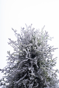 Árbol topiario artificial en forma de cono flocado Treesmas de 1,6 metros de altura de alta calidad para decoración interior del hogar y la Oficina - Product Image 6