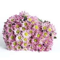 Bunga aster hadiah Hari Ibu bunga Valentine, bunga segar ibu bunga kering alami abadi Mini krisan