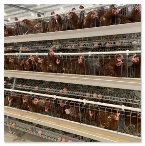 Attrezzature per l'allevamento di pollame fornitore di batteria automatica strato di uova galline ovaiole galline gabbie per la vendita