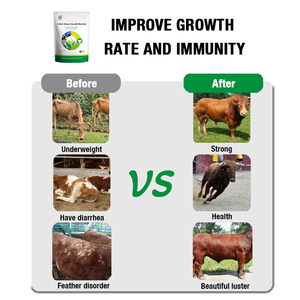 Bò gia súc cừu dê tăng trưởng tăng cường thức ăn chăn nuôi phụ gia stimulateur de Croissance Pour vaches bovins ovins ET caprins - Product Image 2